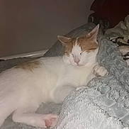 Caramel participe au concours pour gagner de l'argent avec cette photo : animal, blanket, cat, comfort, cozy, cute, domestic, feline, fur, indoor, nap, paw, peaceful, pet, relaxing, rest, sleeping, soft, warm, whiskers