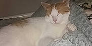 Caramel a rejoint le concours — aidez-le/la à gagner de superbes lots ! animal, blanket, cat, comfort, cozy, feline, fur, indoor, nap, orange, paw, peaceful, pet, quiet, relaxation, resting, sleeping, soft, texture, white