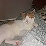 cat, sleeping, blanket, cozy, indoor, pet, feline, resting, soft, texture, relaxation, animal, white, orange, paw, quiet, peaceful, fur, comfort, nap