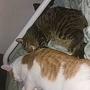Caramel participe au concours pour gagner de l'argent avec cette photo : cat, sleeping, bed, blanket, feline, pet, cozy, resting, indoor, animal, fur, striped_cat, orange_and_white_cat, soft, pillows, domestic, cute, companions, relaxing, quiet