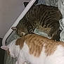 cat, sleeping, bed, blanket, feline, pet, cozy, resting, indoor, animal, fur, striped_cat, orange_and_white_cat, soft, pillows, domestic, cute, companions, relaxing, quiet