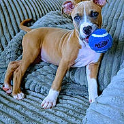 Scooby-Doo joined the competition — help win amazing prizes! puppy, dog, tan, white, blue_ball, pet, playing, cozy, blanket, indoor, cute, animal, young_dog, tongue, ears, paw, fur, resting, looking, closeup