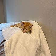 Gilligan joined the competition — help win amazing prizes! animal, bed, blanket, cat, comfort, cozy, cute, domestic, fur, indoor, kitten, nap, orange_tabby, peaceful, pet, resting, sleeping, small, soft, white_blanket