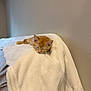 animal, bed, blanket, cat, comfort, cozy, cute, domestic, fur, indoor, kitten, nap, orange_tabby, peaceful, pet, resting, sleeping, small, soft, white_blanket