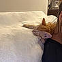Gilligan joined the competition — help win amazing prizes! animal, blanket, cat, closeup, comfort, couch, cozy, fur, home, indoor, kitten, orange_tabby, person, pet, quiet, relaxation, resting, shoulder, sleeping, soft_texture