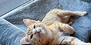 Gilligan joined the competition — help win amazing prizes! animal, blurred_background, car, cat, cat_bed, daylight, ears, feline, fur, gray, indoor, orange_tabby, parking_lot, paw, pet, relaxed, resting, soft_texture, whiskers, window