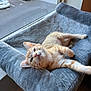 animal, blurred_background, car, cat, cat_bed, daylight, ears, feline, fur, gray, indoor, orange_tabby, parking_lot, paw, pet, relaxed, resting, soft_texture, whiskers, window