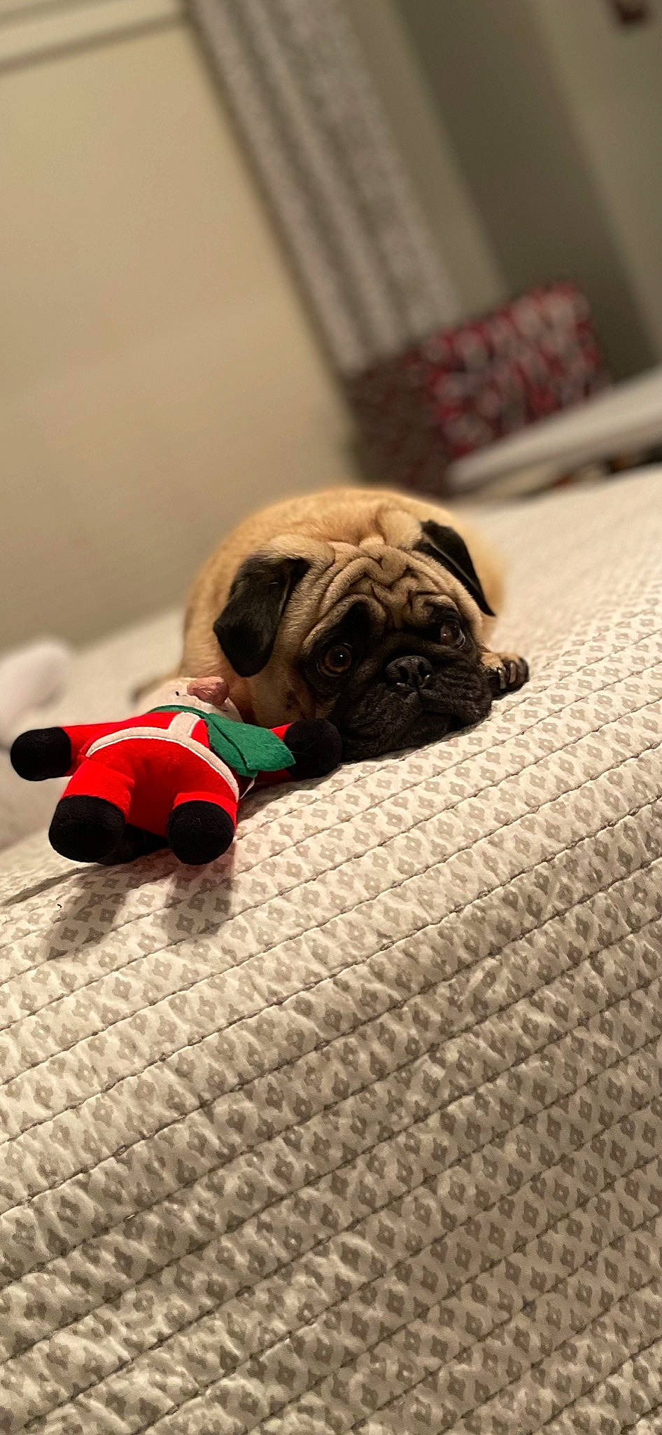 Nelson joined the competition — help win amazing prizes! canidae, carnivore, collar, companion_dog, dog, dog_breed, dog_collar, dog_supply, fawn, mammal, pet_supply, pug, puppy, snout, sporting_group, stuffed_toy, toy, toy_dog, working_animal, wrinkle