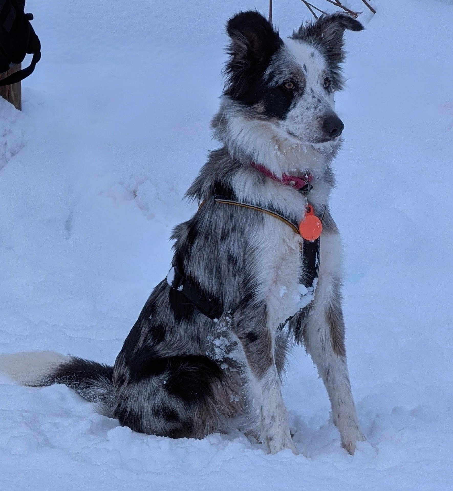 Vénus a rejoint le concours — aidez-le/la à gagner de superbes lots ! dog, border_collie, snow, winter, harness, id_tag, sitting, alert, upright_ears, fur, spotted_coat, portrait, outdoor, cold, paws, muzzle, whiskers, canine, white_background, leash