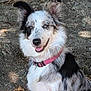 Vénus a rejoint le concours — aidez-le/la à gagner de superbes lots ! dog, merle, australian_shepherd, border_collie, pet, pink_collar, sitting, outdoor, rocks, tongue_out, happy, ears_up, fur, spot, portrait, nature, leaf_litter, extension_cord, smile, closeup