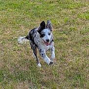 Vénus a rejoint le concours — aidez-le/la à gagner de superbes lots ! dog, running, grass, field, pet, happy, tongue_out, motion, ears_up, fur, merle, outdoors, lawn, playful, energetic, single_animal, mammal, action_shot, summer, park