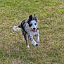 action_shot, dog, ears_up, energetic, field, fur, grass, happy, lawn, mammal, merle, motion, outdoors, park, pet, playful, running, single_animal, summer, tongue_out