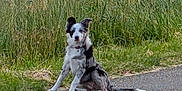 Vénus participe au concours pour gagner de l'argent avec cette photo : dog, border_collie, merle_coat, sitting, road, grass, outdoors, pet, canine, collar, tag, tail, paw, rural, field, attentive, portrait, side_view, black_and_white, nature