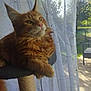 cat, ginger_cat, pet, feline, indoor, cat_tree, curtain, window, sunlight, whiskers, paw, fur, relaxed, domestic_cat, looking_outside, home, cozy, daylight, nature_view, quiet_moment