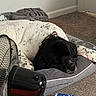 dog, sleeping, dog_bed, black_and_white, indoor, carpet, fan, pillow, collar, relaxing, pet, cozy, resting, home, blanket, floor, comfort, nap, quiet, peaceful