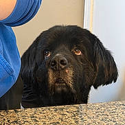 Nash is registered to the contest to win money with this photo: dog, black_dog, pet, indoor, countertop, granite, person, blue_sleeve, animal, curious, closeup, portrait, looking_up, ears, fur, snout, household, waiting, expression, companion
