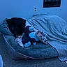 animal, black_dog, blanket, calm, carpet, comfort, cozy, dog, dog_bed, furniture, home, indoor, pet, pillow, quiet, relaxation, resting, sleeping, soft, stuffed_toy