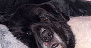Nash is registered to the contest to win money with this photo: dog, black_dog, white_fur, lying_down, blanket, couch, indoor, resting, sleepy, pet, cozy, closeup, face, fur, soft, comfortable, animal, muzzle, relaxed, home