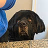 animal, black_dog, blue_sweatshirt, brown_eyes, calm, close_up, companion, countertop, curious, dog, domestic_animal, ears, face, fur, granite, indoor, looking_up, person, pet, snout