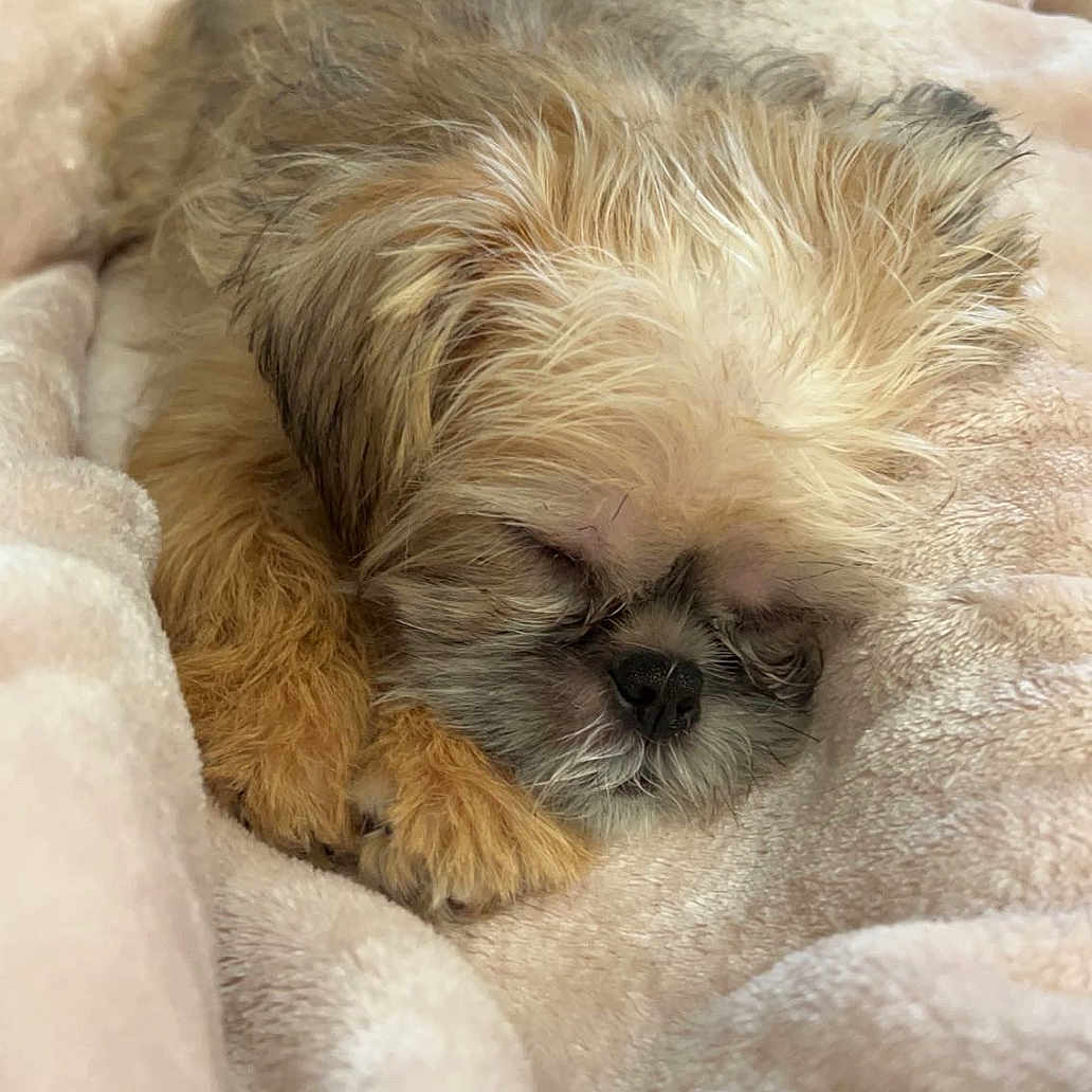 Coco is registered to the contest to win money with this photo: puppy, dog, sleeping, blanket, soft, cozy, fur, cute, pet, indoor, resting, young_dog, relaxation, warm, comfort, animal, companion, furry, nap, domestic