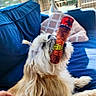 Coco joined the competition — help win amazing prizes! dog, plush_toy, couch, living_room, pet, hand, fur, toy, blue_couch, pillow, window, natural_light, relaxing, domestic_animal, playful, indoor, cozy, furniture, cute, animal