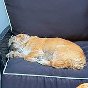 Coco is registered to the contest to win money with this photo: dog, sleeping, cushion, chair, outdoor, pet, furniture, brown_fur, resting, cozy, canine, paw, tail, relaxation, domestic_animal, food, pizza, table, casual, companion