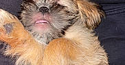 Coco joined the competition — help win amazing prizes! puppy, dog, sleeping, tongue_out, fur, paw, person, lap, cozy, cute, relaxed, pet, animal, fluffy, resting, indoors, hand, pink_belly, closeup, adorable