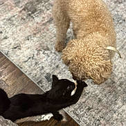 Luca joined the competition — help win amazing prizes! dog, cat, curly_hair, black_cat, indoor, rug, wooden_floor, pet, animal, nose_touch, furry, domestic, friendship, cute, playful, flooring, living_room, close_up, companion, curled_tail