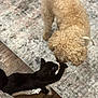 dog, cat, curly_hair, black_cat, indoor, rug, wooden_floor, pet, animal, nose_touch, furry, domestic, friendship, cute, playful, flooring, living_room, close_up, companion, curled_tail
