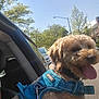 dog, curly_hair, blue_harness, voyager, car, car_window, outdoor, sunny, trees, street, tongue_out, pet, animal, daytime, happy, canine, vehicle, suburban, leash, close_up