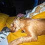 Sara is registered to the contest to win money with this photo: dog, sleeping, bed, yellow_bedspread, pillow, indoor, resting, canine, fur, cozy, blanket, nap, domestic_animal, peaceful, relaxing, animal, home, quiet, furry, cute