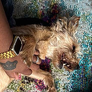 Sara is registered to the contest to win money with this photo: dog, small_dog, playful, hand, watch, ring, tattoo, carpet, colorful_rug, fur, pet, animal, teeth, paw, indoor, closeup, expression, cute, domestic_animal, resting