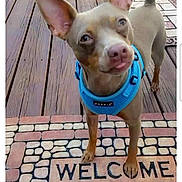 Jlo is registered to the contest to win money with this photo: animal, blue_harness, brown_dog, canine, close_up, curious, dog, domestic_animal, front_view, looking_up, mobile_phone, outdoor, pet, screenshot, small_dog, standing, stone_tiles, tongue_out, welcome_mat, wooden_deck