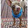 animal, blue_harness, brown_dog, canine, close_up, curious, dog, domestic_animal, front_view, looking_up, mobile_phone, outdoor, pet, screenshot, small_dog, standing, stone_tiles, tongue_out, welcome_mat, wooden_deck