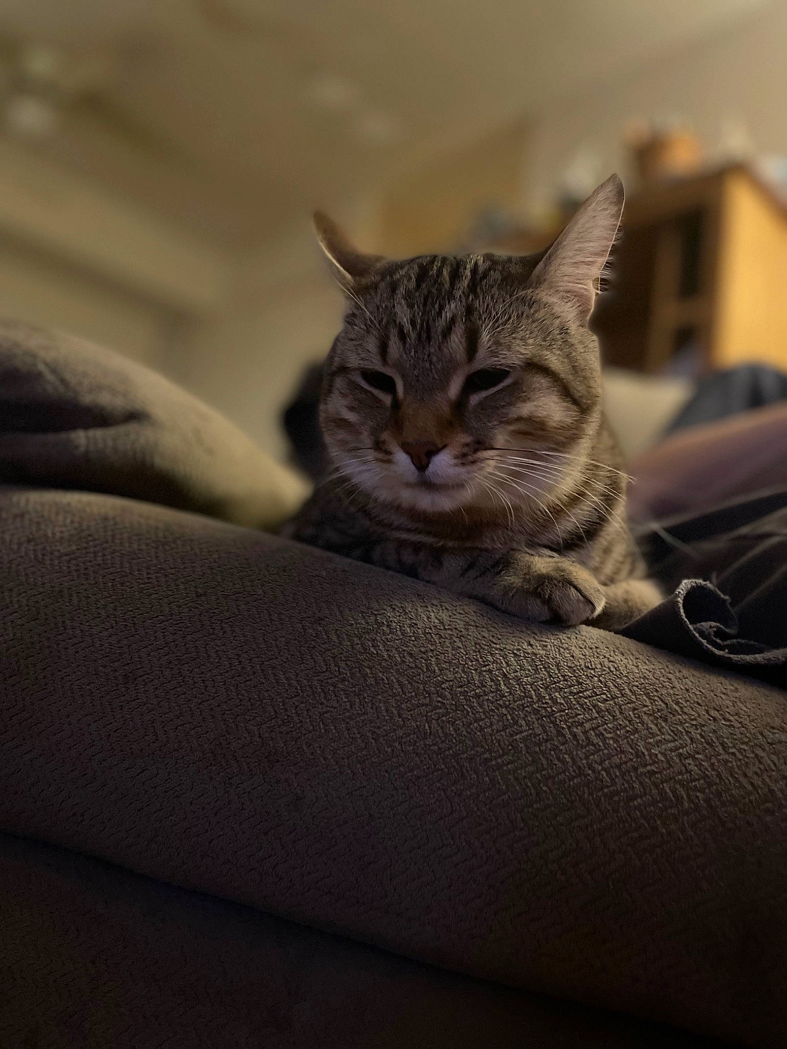 Kitkat is registered to the contest to win money with this photo: carnivore, cat, claw, comfort, darkness, domestic_short_haired_cat, felidae, fur, grey, paw, sitting, small_to_medium_sized_cats, snout, tail, terrestrial_animal, whiskers, wildlife, window, wood