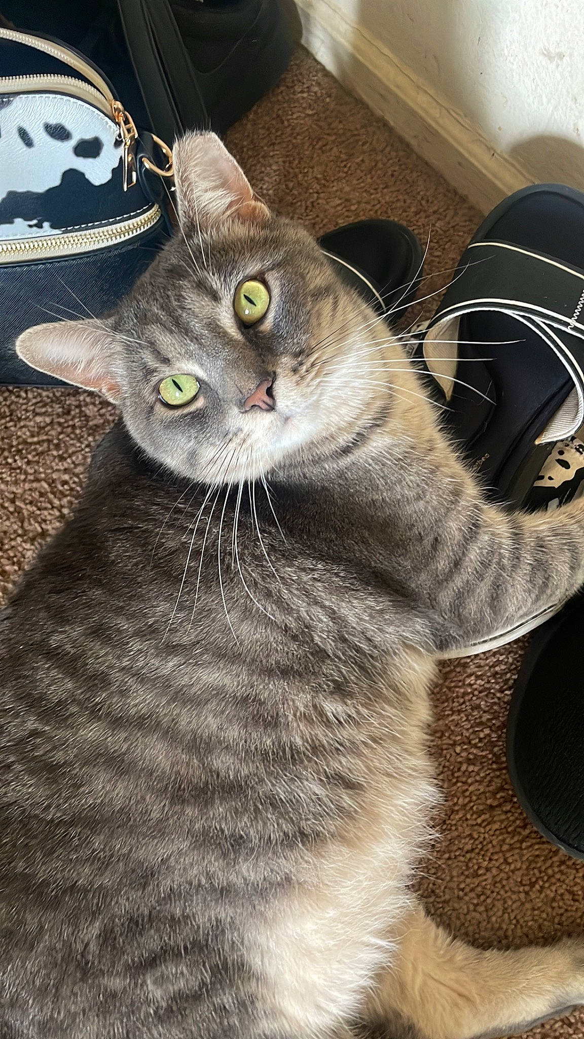 Buddy is registered to the contest to win money with this photo: carnivore, cat, claw, domestic_short_haired_cat, felidae, fur, grey, paw, photo_caption, small_to_medium_sized_cats, snout, tail, terrestrial_animal, whiskers