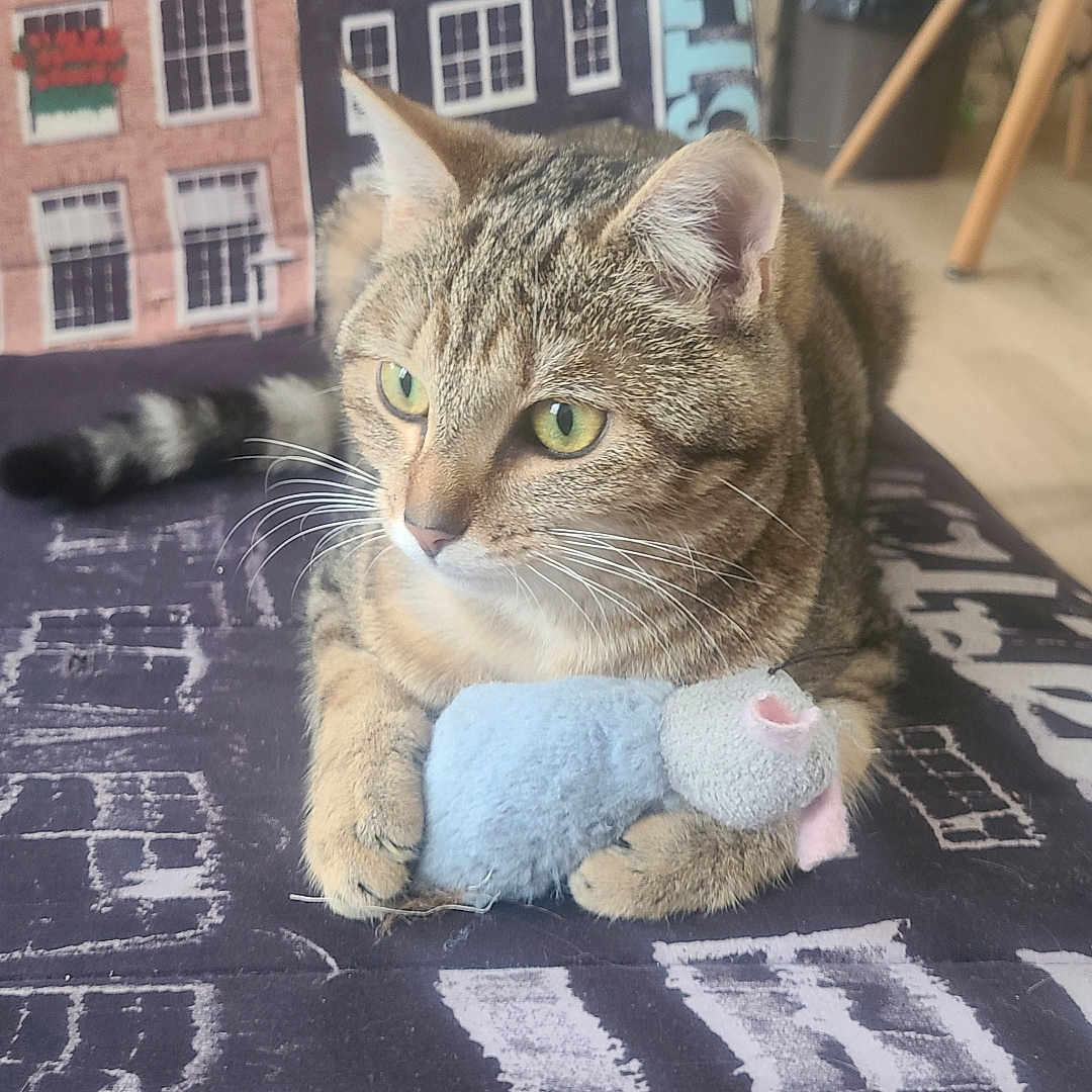 Choupie participe au concours pour gagner de l'argent avec cette photo : abyssinian, animal, blanket, cat, chair, couch, cushion, face, furniture, head, homedecor, kitten, linen, manx, person, pet, plush, slate, toy, wood