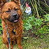 Harper joined the competition — help win amazing prizes! animal, brown_dog, canine, cute, dog, fence, friendly, garden, gnome, grass, greenery, leash, nature, outdoor, pet, plants, portrait, sitting, smiling_dog, yard