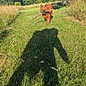 Harper is registered to the contest to win money with this photo: animal, canine, daylight, dog, field, grass, greenery, happy, nature, outdoor, path, pet, playful, shadow, sky, stick, summer, sunny, trees, walking