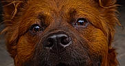 Harper joined the competition — help win amazing prizes! animal, brown_fur, canine, close_up, companion, cute, dog, domestic_animal, ears, face, fluffy, friendly, fur, happy, muzzle, outdoor, pet, portrait, snout, tongue_out