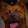 animal, brown_fur, canine, close_up, companion, cute, dog, domestic_animal, ears, face, fluffy, friendly, fur, happy, muzzle, outdoor, pet, portrait, snout, tongue_out