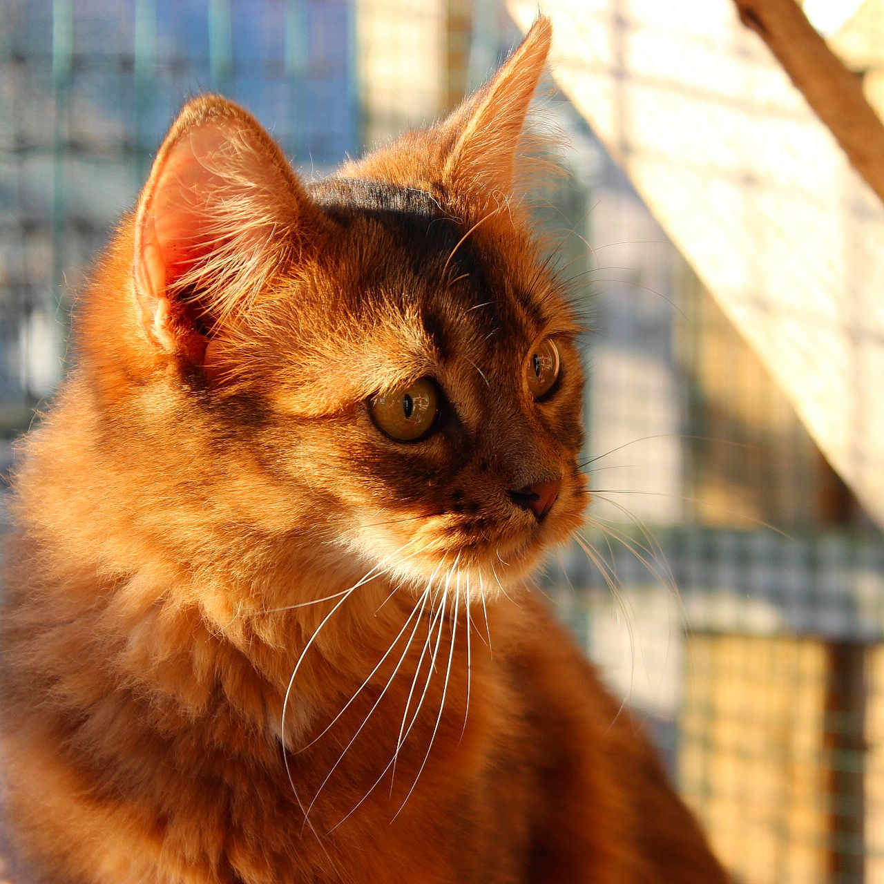 Orianna De L'Alantolie