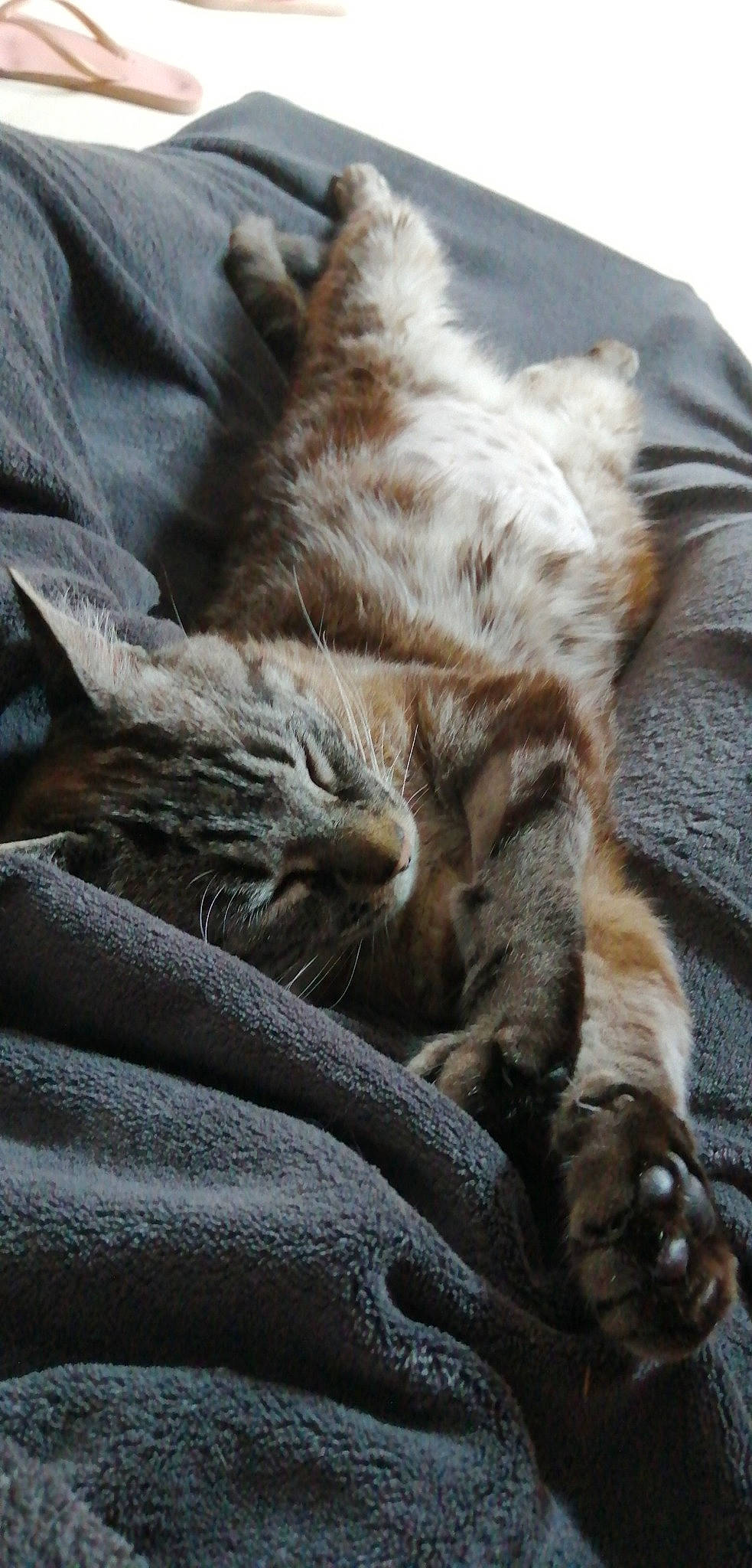 Canel participe au concours pour gagner de l'argent avec cette photo : brown, carnivore, cat, claw, comfort, domestic_short_haired_cat, fawn, felidae, fur, grass, nap, paw, sleep, small_to_medium_sized_cats, snout, tail, terrestrial_animal, whiskers, wood, wrinkle