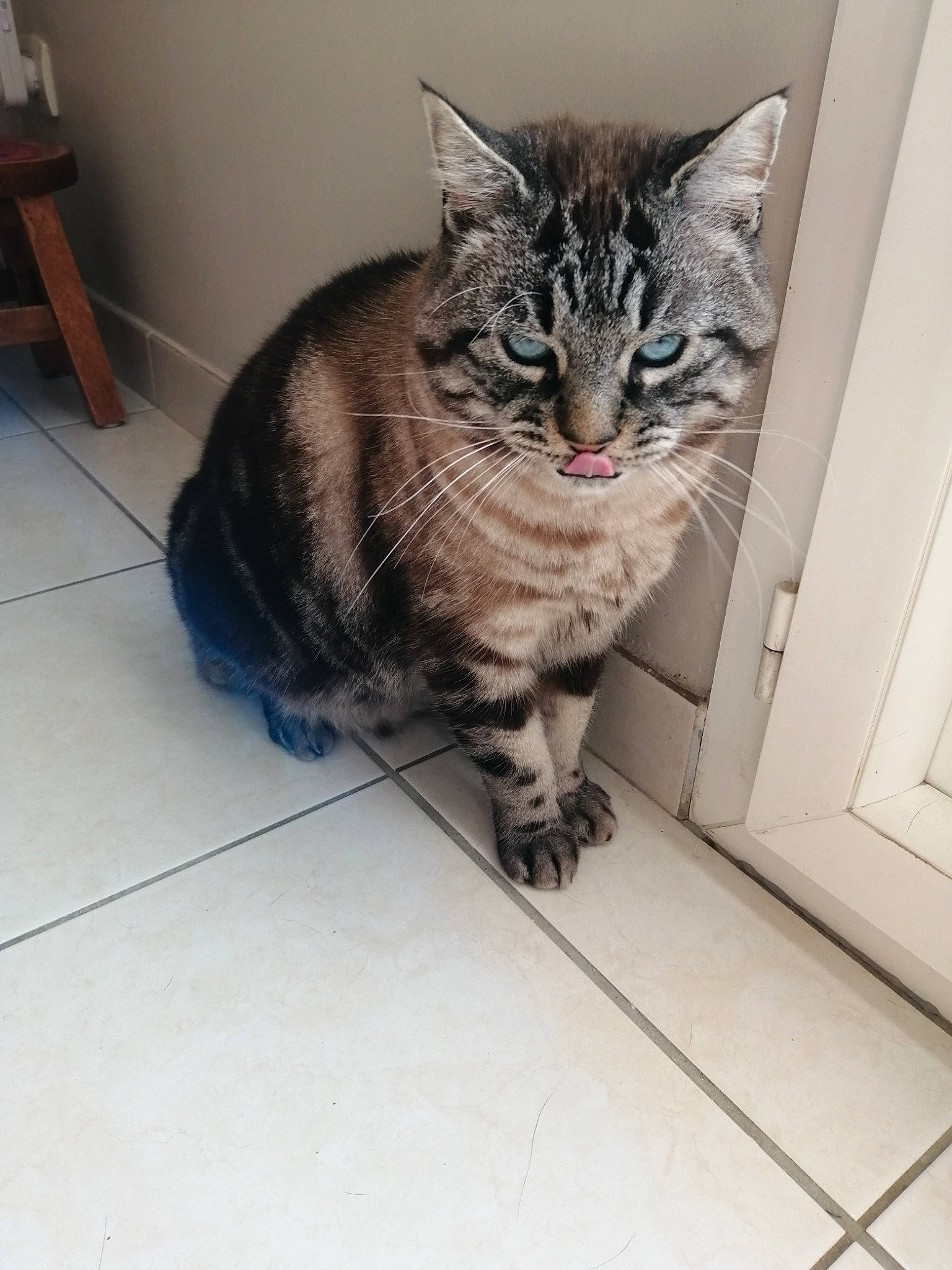 Canel a rejoint le concours — aidez-le/la à gagner de superbes lots ! carnivore, cat, claw, domestic_short_haired_cat, door, drawer, eye, felidae, floor, flooring, fur, paw, sitting, small_to_medium_sized_cats, snout, stool, tail, terrestrial_animal, tile_flooring, whiskers