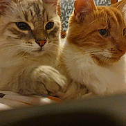 Simba Et Pepito participe au concours pour gagner de l'argent avec cette photo : animal, bed, blanket, cat, close_up, comfort, companionship, cute, domestic, ears, feline, fur, household, indoor, orange_cat, pet, resting, striped_cat, two_cats, whiskers