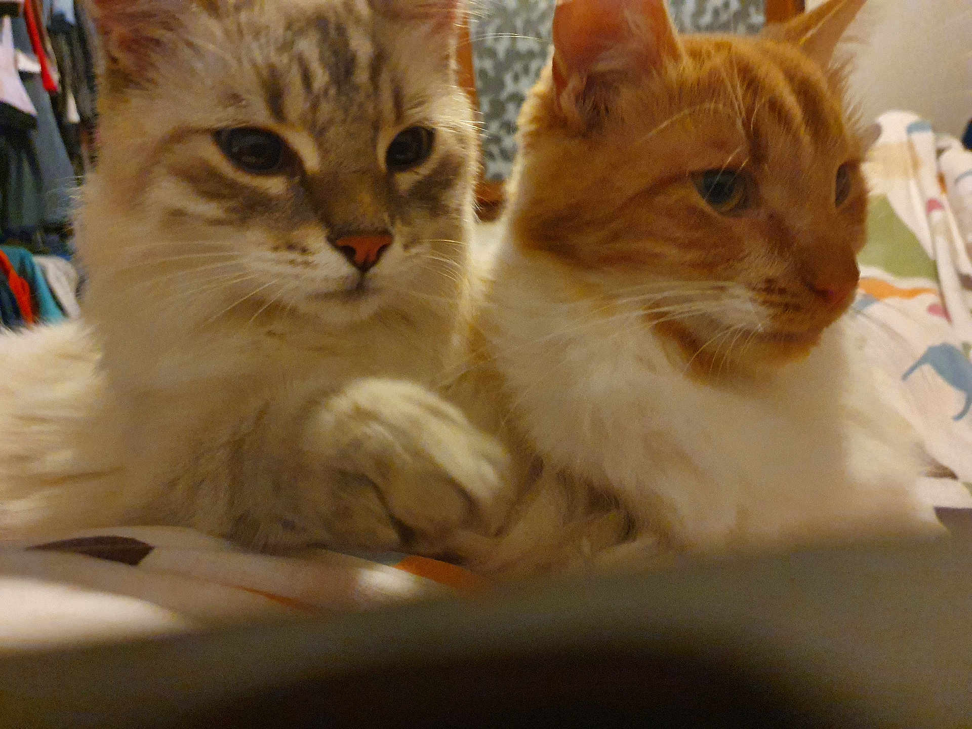 Simba Et Pepito participe au concours pour gagner de l'argent avec cette photo : animal, bed, blanket, cat, close_up, comfort, companionship, cute, domestic, ears, feline, fur, household, indoor, orange_cat, pet, resting, striped_cat, two_cats, whiskers