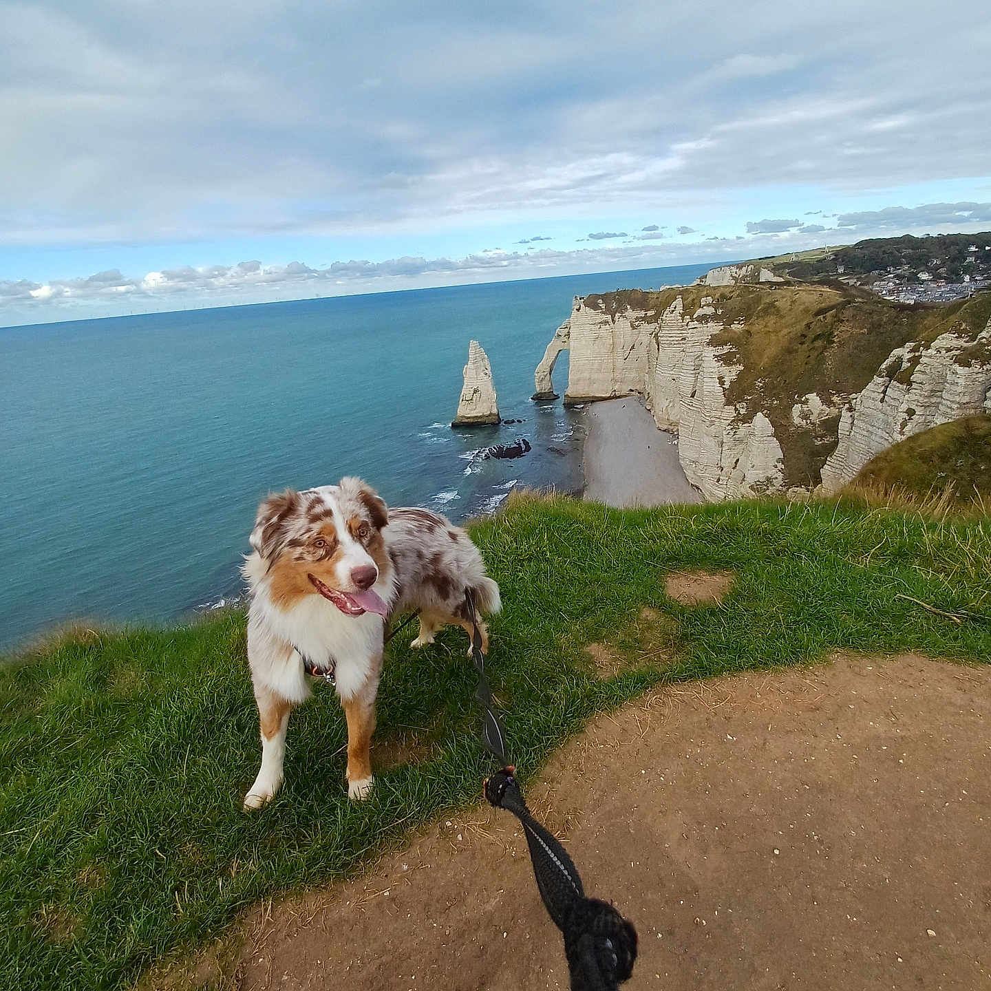 Tyson a rejoint le concours — aidez-le/la à gagner de superbes lots ! adventure, cliff, clouds, coast, daylight, dog, grass, happy, landscape, leash, nature, ocean, outdoor, pet, rocks, scenic, sea, sky, view, walking