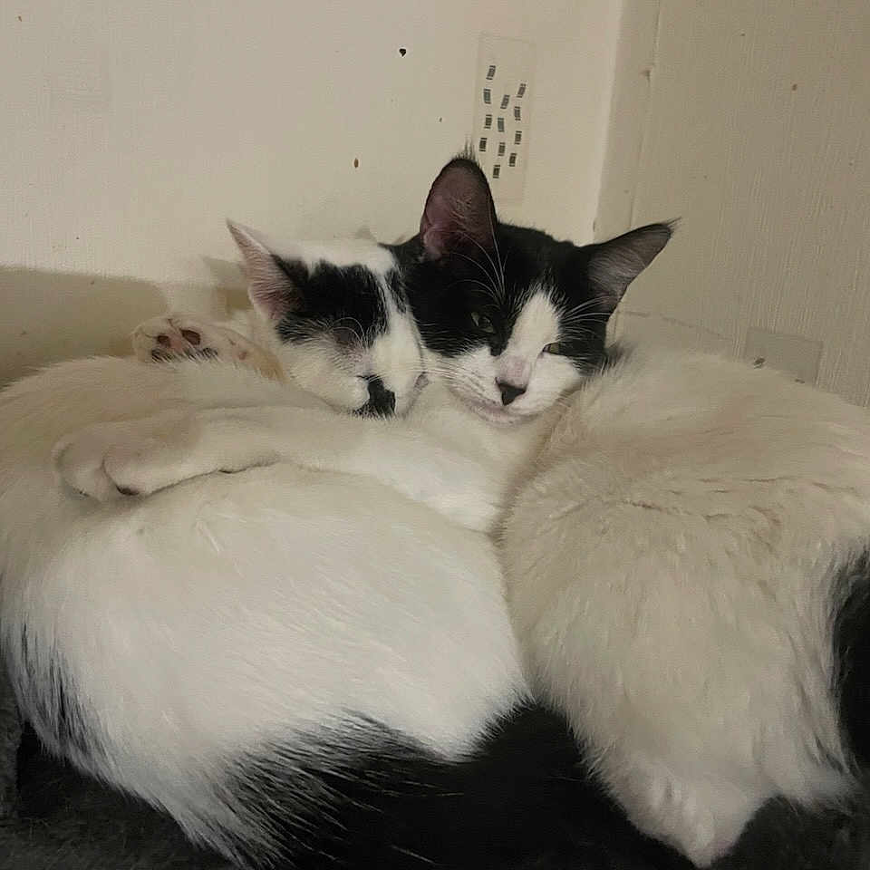 Opale Et Olympe