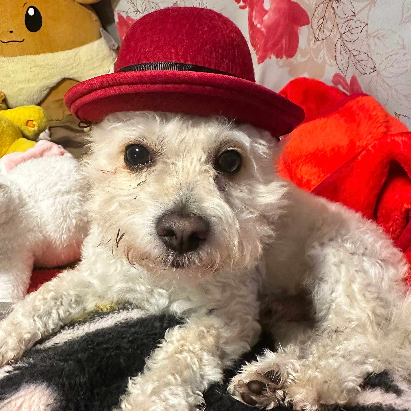 Coconut joined the competition — help win amazing prizes! dog, white_dog, red_hat, plush_toy, eevee, blue_bird_toy, blanket, floral_wallpaper, red_blanket, cozy, indoors, pet, cute, resting, fur, animal, soft, portrait, toy, comfortable