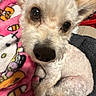 Coconut is registered to the contest to win money with this photo: dog, small_dog, curly_fur, white_fur, close_up, snuggling, blanket, colorful_blanket, cartoon_characters, cozy, cute, pet, animal, indoor, resting, fur, ears, nose, eyes, companion